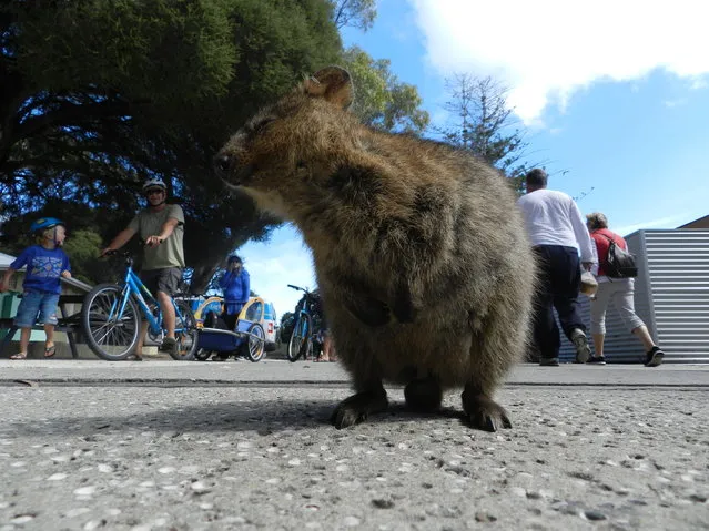 Quokka The Happiest Animal in the World