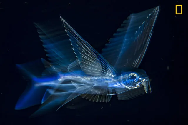 3rd Place in Underwater: Buoyed by the Gulf Stream, a flying fish arcs through the night-dark water five miles off Palm Beach, Florida. (Photo by Michael Patrick O'Neill/National Geographic Nature Photographer of the Year contest 2017)