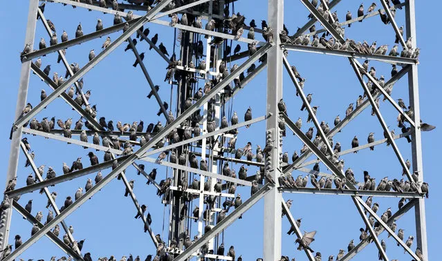 Starlings perch on electric power pole through the sky in Malazgirt district of Mus, Turkiye on November 17, 2022. (Photo by Ibrahim Yaldiz/Anadolu Agency via Getty Images)