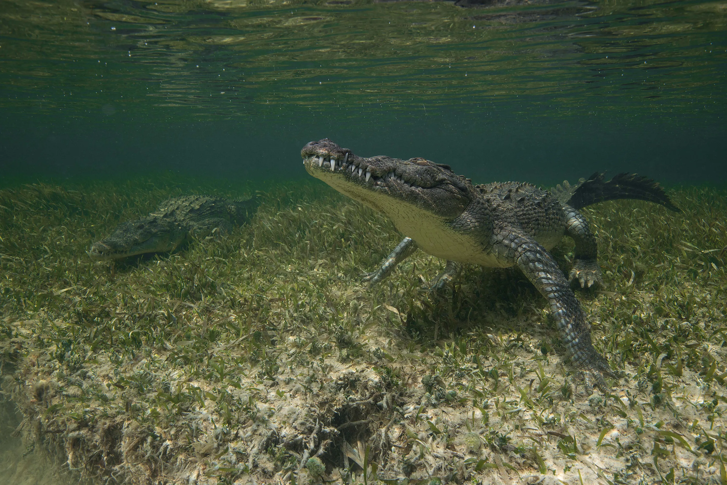 Walking with Crocodiles