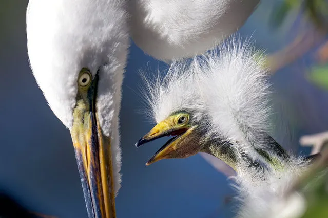 A baby great egret in a nest asking mom for food in Kissimmee, Florida on March 26, 2022. (Photo by Ronen Tivony/SOPA Images/Rex Features/Shutterstock)