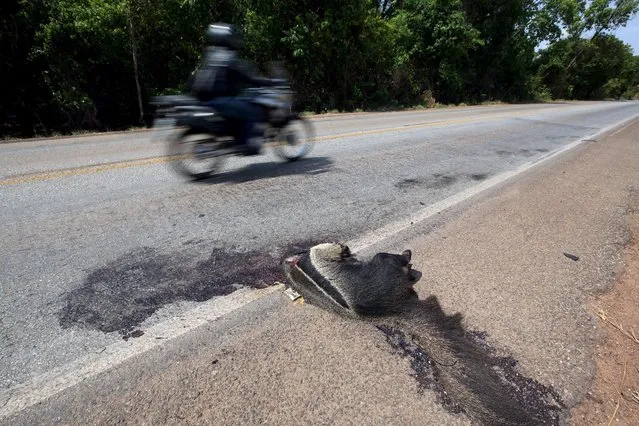 A dead giant anteanter, an endangered animal in Brazil according to IBAMA (Brazilian Institute of Environment and Renewable Natural Resources), lies beside Highway GO 070 in Goias, Brazil, October 5, 2015. There are 15 animals killed on the roads in Brazil per second, or 1.3 million a day and up to 475 million per year, according to the projection CBEE (Brazilian Center for Studies on Road Ecology), the Federal University of Lavras (MG). (Photo by Paulo Whitaker/Reuters)