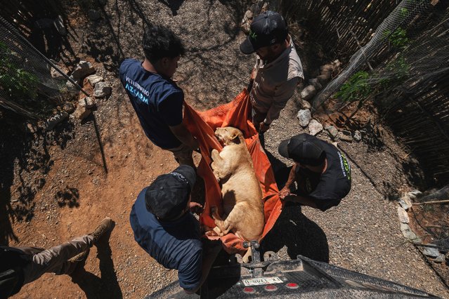 A lioness is carried to a transport cage at the animal refuge Ostok Sanctuary, on the outskirts of Culiacan, Mexico, Monday, May 19, 2025. (Photo by Felix Marquez/AP Photo)