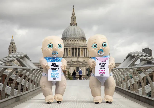 A Peta protest for World Plant Milk Day on the Millennium Bridge in London, England on August 21, 2020. (Photo by James Shaw/Rex Features/Shutterstock)