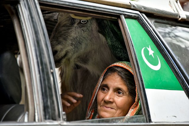 A resident rides a car with a goat as she returned to her hometown after Pakistan-India ceasefire at the frontier village of Chakothi near the Line of Control (LoC), in Pakistan-administered Kashmir on May 11, 2025. A ceasefire appeared to hold on May 11, between India and Pakistan, hours after the nuclear-armed rivals accused each other of violating a truce that brought them back from the brink of all-out war. (Photo by Sajjad Qayyum/AFP Photo)