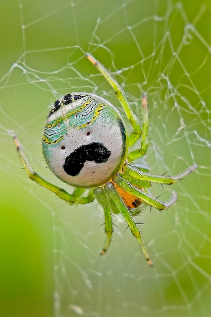 The two additional dots on this kidney garden spider give it the appearance of Mr P, the logo on Pringles crisp packets. The spider was spotted in Balasore, Odisha, eastern India in the last decade of March 2025. (Photo by Sritam Kumar Sethy/Solent News & Photo Agency)