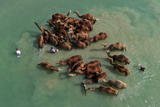 An aerial view of camels in the sea on Kashm Island, located near the Strait of Hormuz in southern Iran on June 02, 2025. Shepherds give their camels 'sea baths' during the summer months to keep them clean and to benefit from the therapeutic properties of salt water. Early in the morning, groups of camels are led by shepherds to the beach in Suheil village, known for its stunning coastline, where they cool off in the sea. Camels, which are a vital source of income for the local population, are bathed to help regulate their body temperature in the intense heat and to take advantage of salt water's healing effects. The saline water helps eliminate skin parasites and promotes the healing of wounds. (Photo by Fatemeh Bahrami/Anadolu via Getty Images)