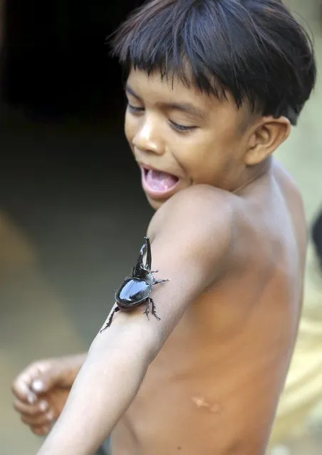 An indigenous boy from the Kamayura tribe plays with a beetle in their village at Xingu national park in Mato Grosso, Brazil, October 3, 2015. (Photo by Paulo Whitaker/Reuters)