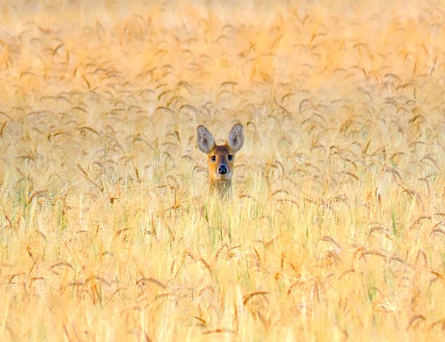 Standalone picture dated July 1, 2025 shows a Chinese water deer peeping out from the barley in Grimston, Norfolk, UK. Chinese water deer were first kept at London Zoo in 1873 but escaped from Whipsnade Zoo in 1929. Numbers have increased over the years due to escapes and releases and the British population now accounts for 10 per cent of the world's total. They are mainly found in Bedfordshire, Cambridgeshire and Norfolk. (Photo by Julie Smart/Bav Media)