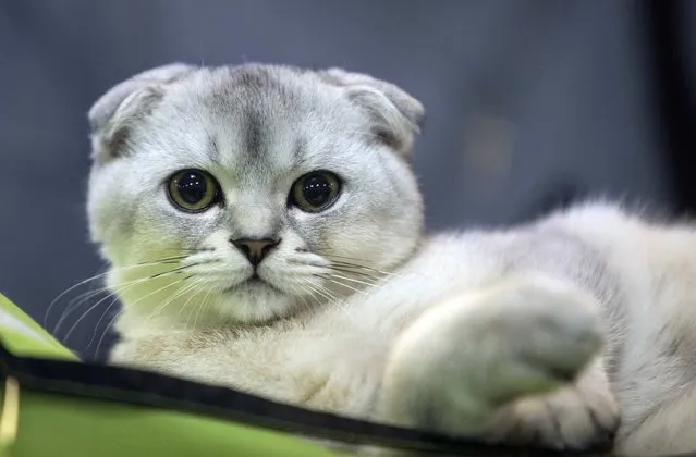 A cat is seen during the exhibition “Autumn-2014” in Minsk, November 23, 2014. (Photo by Vasily Fedosenko/Reuters)