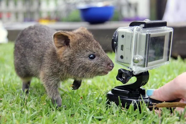 A handout picture made available by the Taronga Zoo on 28 November 2014 shows a six month old Quokka, which is the youngest of three joeys born this year as part of the breeding program at Taronga Zoo in Sydney, Australia. (Photo by EPA/Taronga Zoo)