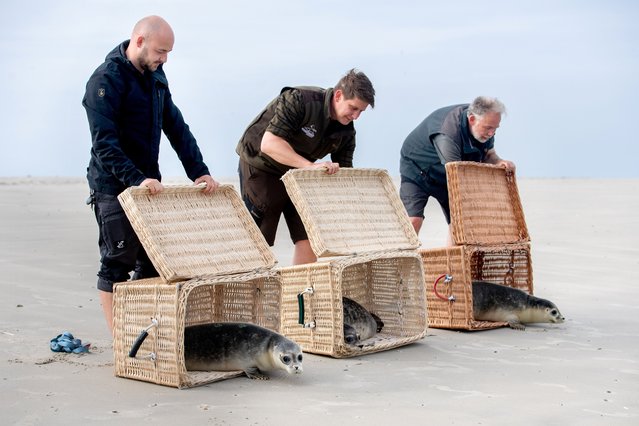 Fabian Gathmann, Tim Fetting, and Peter Lienau of the Norddeich seal station in Germany watch on August 7, 2025 as seals Hubi, Steve, and Scotty are released into the wild at the eastern end of Juist Island following successful rehabilitation. (Photo by Hauke-Christian Dittrich/Avalon)