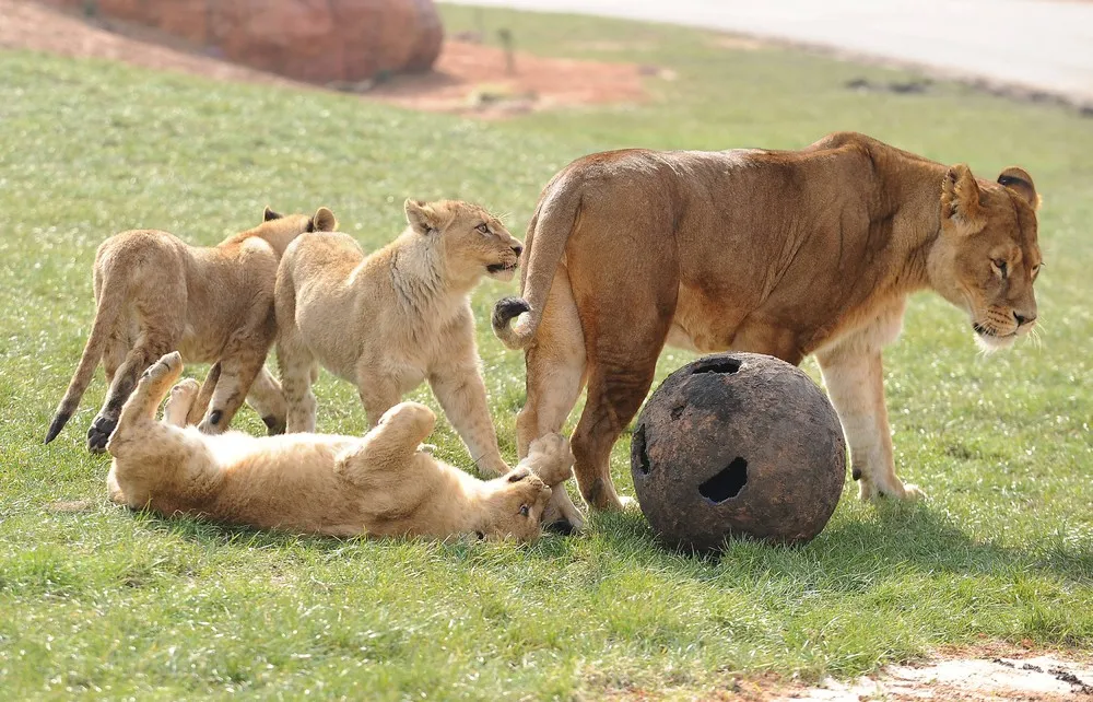 The Week in Pictures: Animals, March 23 – March 29, 2013