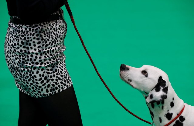 A Dalmatian looks at its handler during the Crufts Dog Show in Birmingham, Britain March 10, 2018. (Photo by Darren Staples/Reuters)