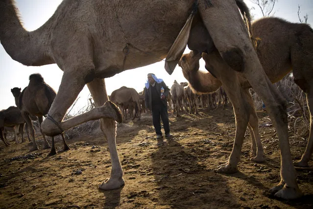 In this Monday, January 22, 2018 photo, a camel feeds her young at the territory of Israeli Kibbutz Kalya, near the Dead Sea in the West Bank. (Phoro by Oded Balilty/AP Photo)