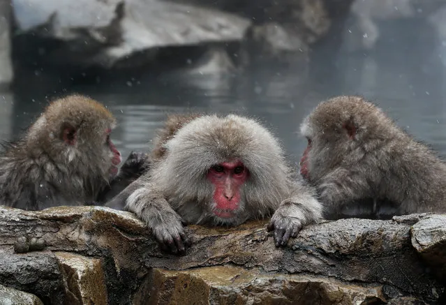 Japanese Macaque monkeys soak in the warmth of mountain hotsprings at Jigokudani Monkey Park, in Yamanouchi, central Japan, 21 March 2018. The Japanese Macaques (Macaca fuscata), also referred to as Snow Monkeys, live freely in this area that is covered by snow one third of the year. Jigokudani is the only known place in the world where monkeys bathe in natural hot springs. As a habit, they come down from the mountains where they spend the night and bath during the day. The monkeys can be viewed live on the internet. (Photo by Kimimasa Mayama/EPA/EFE)