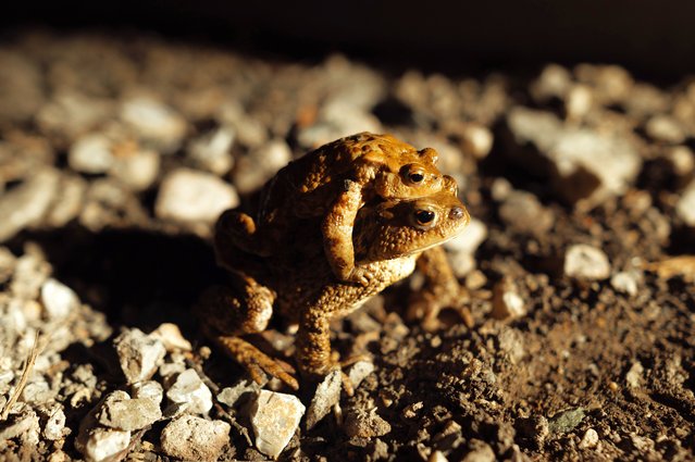 Migrating frogs are seen on the roadside as volunteers from Kosice patrol during the night to help frogs cross the busy roads as they make their way to the nearby waters of the Ruzin water reservoir for breeding as part of their amphibian migration, on March 31, 2025 on the outskirts of Kosice, near Margecany, Slovakia. (Photo by Robert Nemeti/Anadolu via Getty Images)