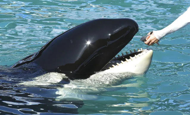 Lolita the Killer Whale is fed a fish by a trainer during a show at the Miami Seaquarium in Miami on January 21, 2015. (Photo by Andrew Innerarity/Reuters)