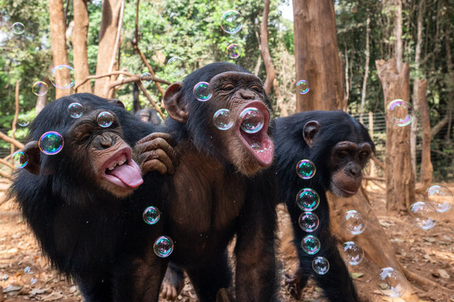 Chimpanzees are fascinated as bubbles are fired from a bubble gun at the Tacugama Chimpanzee Sanctuary in Sierra Leone in the second decade of June 2024. The keepers used non-toxic soap liquid to create the bubble barrage. (Photo by Renato Granieri/Media Drum Images)