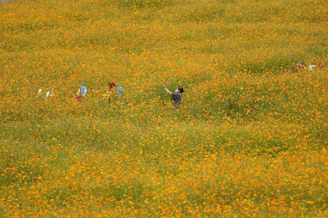 A visitor holds a smartphone in a field of blooming cosmos flowers in Paju, South Korea, Tuesday, September 13, 2022. (Photo by Lee Jin-man/AP Photo)