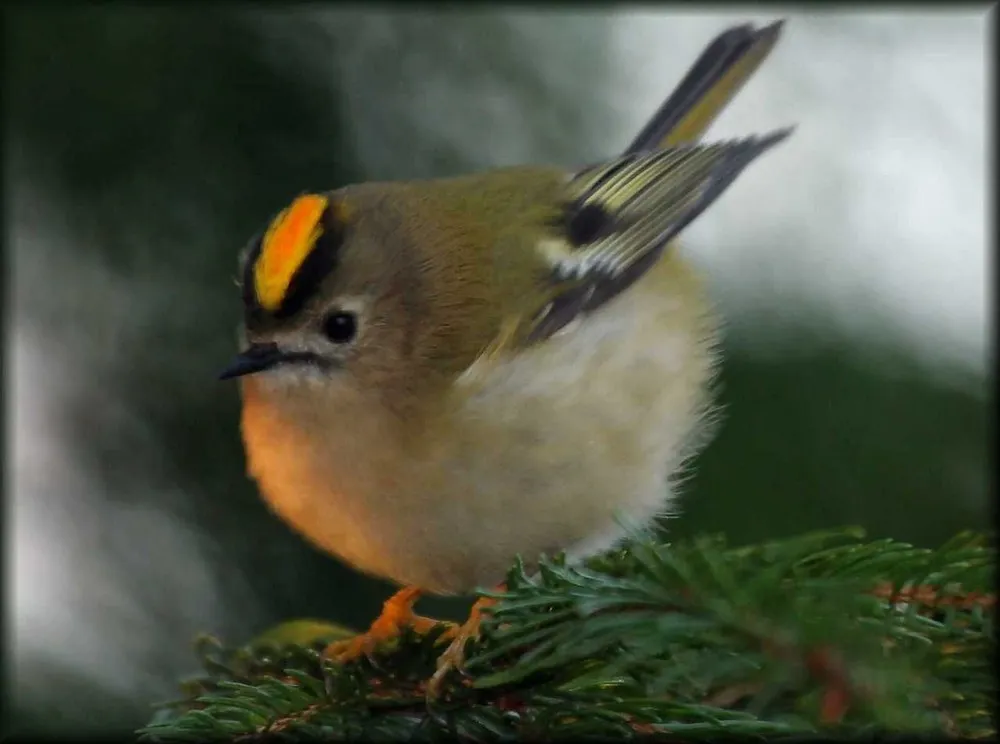 Golden-Crowned Kinglet