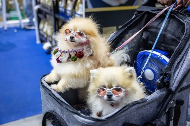 Spectators watch the dog skateboarding competition during Pet Expo Thailand on May 07, 2023 in Bangkok, Thailand. (Photo by Lauren DeCicca/Getty Images)
