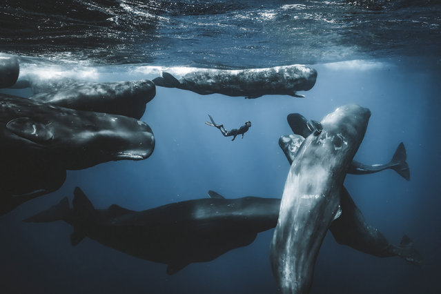 This photo of a diver among sperm whales was a finalist in the “ocean adventure” category of the Ocean Photographer of the Year 2025. “We saw 15 whales socialising”, said the photographer, Romain Barats. “The sea was rough but when you get to see something like that, you quickly forget the conditions”. (Photo by Romain Barats/Ocean Photographer Awards)