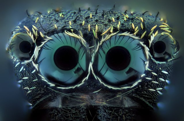 In case you were wondering, that’s a spider. (Photo by Javier Ruperez/Solent News & Photo Agency)