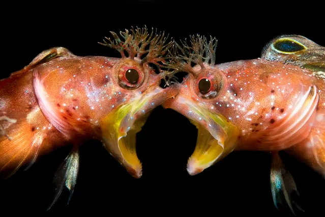 Behaviour category runner-up. Face to Face by Zhang Jinggong (China), two punk blenny or Mohican blenny taken in Minabe, Wakayama, Japan. (Photo by Zhang Jinggong/Underwater Photographer of the Year 2021)