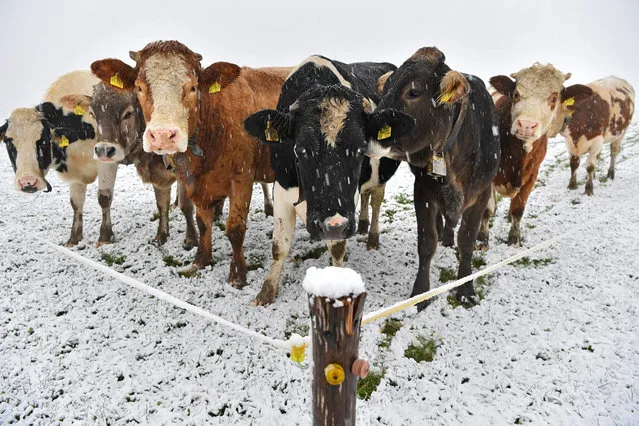 Cows stand on a meadow covered in recently fallen snow near Isny, Germany, 06 November 2016. The first snow in the Allgaeu region fell during the night. (Photo by Felix Kaestle/EPA)