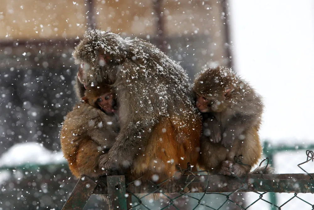 The Week in Pictures: Animals, January 31 – February 6, 2015