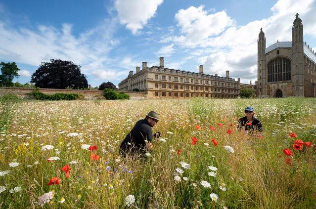 Gardeners Toby and Charlotte in the wildflower meadow at King's College in Cambridge on Monday, June 26, 2023. A study led by King's Research Fellow Dr Cicely Marshall shows that establishing the meadow has made a considerable impact to the wildlife value of the land, while reducing the greenhouse gas emissions associated with its upkeep. Biodiversity surveys were conducted to compare the species richness, abundance and composition supported by the meadow and adjacent lawn. They found that the wildflower meadow supported three times as many species of plants, spiders and bugs, including 14 species with conservation designations. Terrestrial invertebrate biomass was found to be 25 times higher in the meadow, with bat activity over the meadow also being three times higher than over the remaining lawn. (Photo by Joe Giddens/PA Images via Getty Images)
