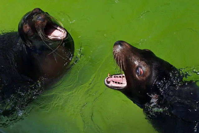 A sea lion (Zalophus californianus) couple basking in the sun at Sri Lanka's National Zoological Gardens at Dehiwala in Colombo, Sri Lanka, 08 February 2015. The Dehiwala National Zoo, one of the oldest in Asia, has a remarkable collection of exotic and indigenous fauna. (Photo by M. A. Pushpa Kumara/EPA)