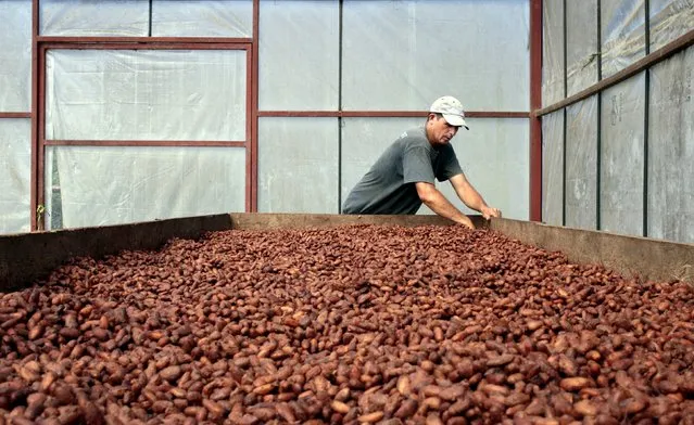 A worker dries cocoa beans at the “Jorge Salazar” Cooperative in the town El Tule in Matagalpa, Nicaragua January 8, 2016. (Photo by Oswaldo Rivas/Reuters)