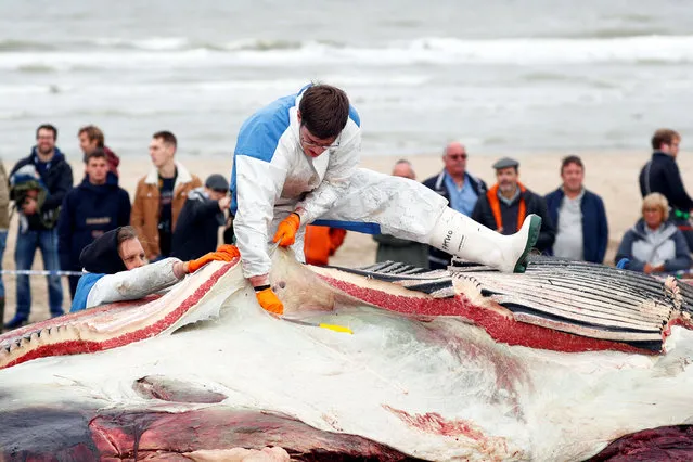 A whale is cut up after being stranded on the beach of De Haan, Belgium October 25, 2018. (Photo by Francois Lenoir/Reuters)