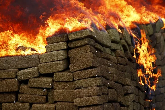 A pile of marijuana is being incinerated at a camp of the Mexican Army's 28th infantry battalion in Tijuana, Mexico, November 27, 2015. Around 18 tonnes of marijuana and over one tonne of methamphetamine were incinerated after being confiscated in different operations, according to local media. (Photo by Jorge Duenes/Reuters)