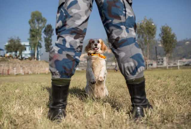 Armed Police officers work with police dogs at the Armed Police Dog Training School during dog worship day, as part of the Diwali festival, also known as Tihar Festival, in Kathmandu, Nepal, 06 November 2018. The Tihar festival is the second major festival for Nepalese Hindus and this year is held for five days, begining on 05 November 2018. During the festival people worship crows, considered to be messengers of human beings; cows, considered as incarnations of lord Laxmi (the god of wealth); and dogs, repaying the love towards man's “best friend”. A total of 12 dogs of the training school were worshipped, while a dog performance was also a part of the celebrations. (Photo by Narendra Shrestha/EPA/EFE)