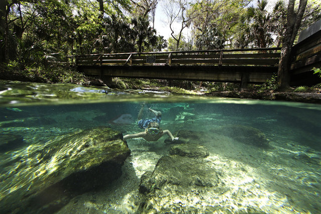 Asa Meslar swims along the Rock Springs Run at Kelly Park in Apopka, Fla., on Tuesday, March 10, 2015. Rock Springs is a natural free flowing spring which has an average flow of 26,000 gallons of fresh water per minute and maintains a constant temperature of 68 degrees. (Photo by John Raoux/AP Photo)