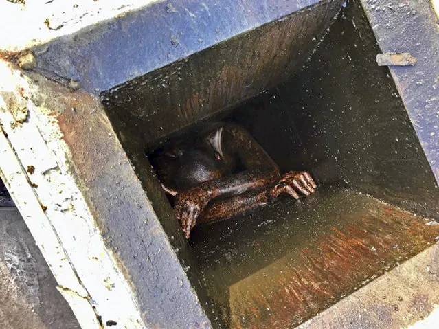 This photo provided by the Alameda County Sheriff's Office shows a man who was possibly trying to burglarize an abandoned Chinese restaurant in San Lorenzo, Calif., trapped in a grease vent before he was rescued Wednesday, December 12, 2018. Officials say he had been trapped for two days. Deputies and firefighters were called to the vacant building on Wednesday after someone heard cries for help. The sheriff tweeted that the man was trespassing and possibly trying to burglarize the empty restaurant. (Photo by Alameda County Sheriff's Office via AP Photo)