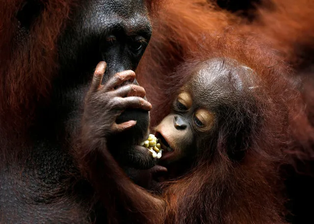 Khansa, the Singapore Zoo's 46th orangutan baby, clings to its mother Anita during a media tour to showcase newborn animals at the Singapore Zoo January 11, 2018. (Photo by Edgar Su/Reuters)