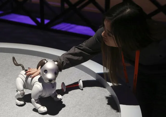 The new edition Sony Aibo robot dog incorporates a series of sensors, cameras, and actuators to activate the pup and keep it interactive, as seen inside the Sony display area at CES International, Monday, January 7, 2019, in Las Vegas. (Photo by Ross D. Franklin/AP Photo)