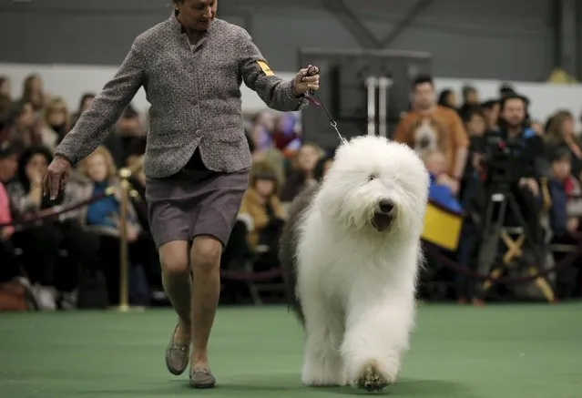 A handler runs an Old English sheepdog in the ring during judging at the 2016 Westminster Kennel Club Dog Show in the Manhattan borough of New York City, February 15, 2016. (Photo by Mike Segar/Reuters)