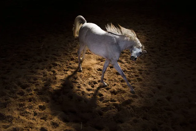 A horse walks at a farm in Kibbutz Magal, Israel, Thursday, January 31, 2019. (Photo by Oded Balilty/AP Photo)