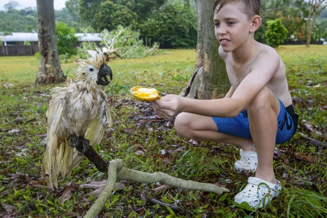 Jaxon Andrews 11, attempts to feed a white cockatoo who has suffered the effects from Cyclone Jasper in Cairns, Australia, Thursday, December 14, 2023. The first tropical cyclone to hit Australia in the current season has weakened to a low pressure system but continues to lash the northeast coast with flooding rain. More than 30,000 homes and businesses are without power. (Photo by Brian Cassey/AAPImage via AP Photo)