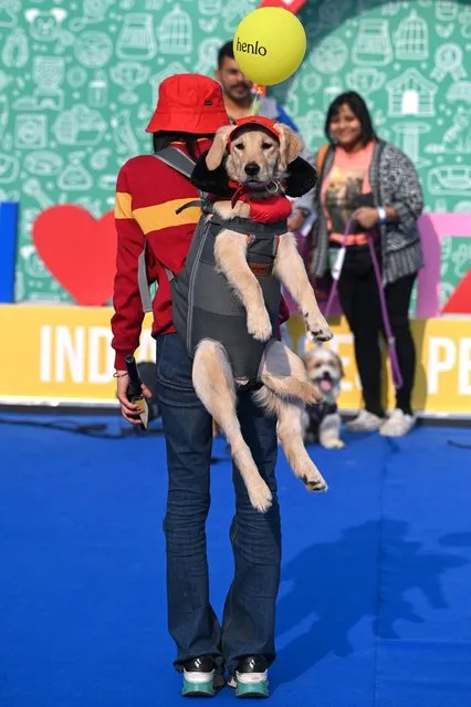 A pet owner carries her dog during the last day of 'Pet Fed' a pet festival in New Delhi on December 17, 2023. (Photo by Sajjad Hussain/AFP Photo)