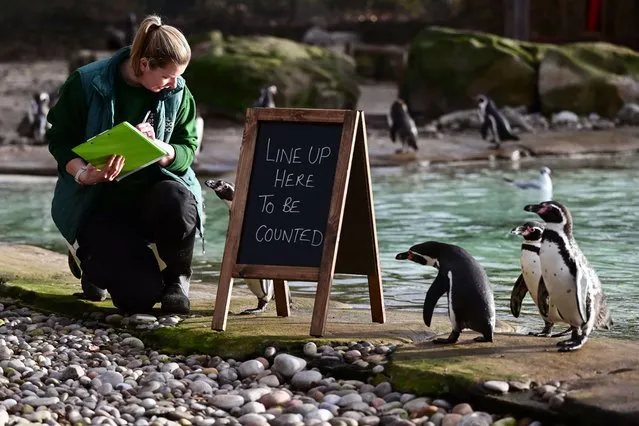 A zoo keeper counts Humboldt penguins during the London Zoo annual stocktake on January 3, 2024. (Photo by James Veysey/Rex Features/Shutterstock)