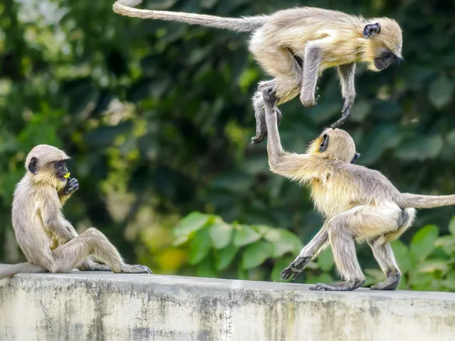 Infant langur monkeys play with on a wall in a residential garden in Alibag, south of Mumbai in the second decade of January 2024. The elder monkeys of the tribe were relaxing near by. (Photo by Sunil Prabhakar Thokal/Solent News)