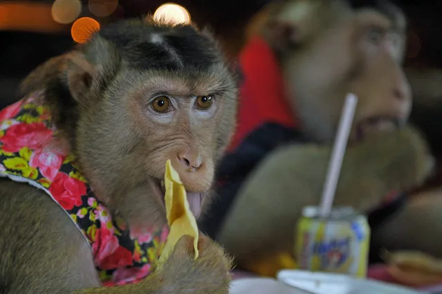 This photo taken on April 25, 2015 shows a female pet monkey named “Shaki” (L) and her partner “JK” (R) eating dinner at a restaurant in Kuala Lumpur. (Photo by Mohd Rasfan/AFP Photo)