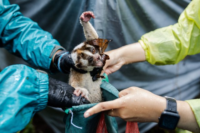 A slow loris is treated by vets before the release in the Gunung Koneng Part of Gunung Halimun Salak National Park on January 19, 2024, in Sukabumi, West Java, Indonesia. The Indonesian branch of International Animal Rescue, Yayasan YIARI, released 7 Javan slow lorises (Nycticebus Javanicus) from illegal wildlife keep by residents and illegal trade and has rescued over a thousand slow lorises and released more than 600 into the wild. (Photo by Garry Andrew Lotulung/Anadolu via Getty Images)