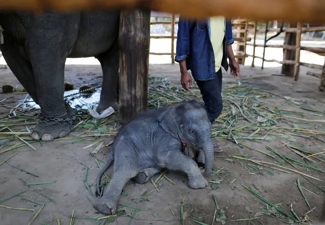 Fourteen-day-old baby elephant lies in Wingabaw elephant camp outside Bago division north of Yangon, Myanmar February 2, 2017. (Photo by Soe Zeya Tun/Reuters)